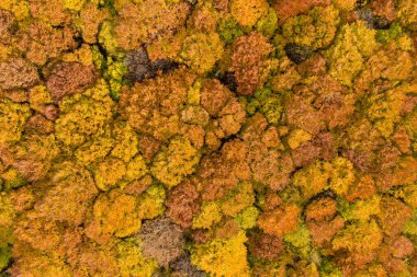 Ormanın üzerine düşen ağaçlar