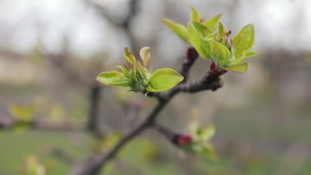 Blommande unga äppelträd — Stockvideo