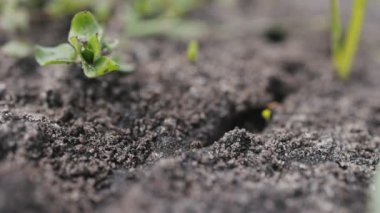 Yerdeki karıncaların yolu