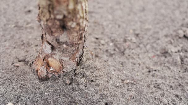 Муравьи бегают вокруг муравейника — стоковое видео