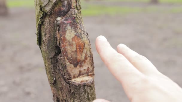 Обрізане дерево гілок — стокове відео