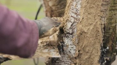 Hasarlı ağaç kabuğunu koruyan kadın