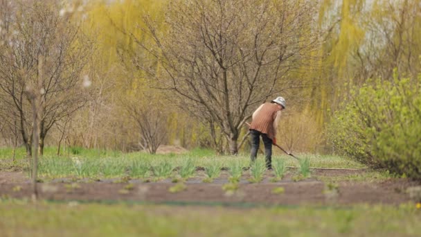 Kaukasisk honplantering av köksväxter — Stockvideo