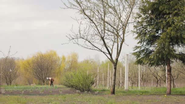 Жінка копає грунт на полі — стокове відео