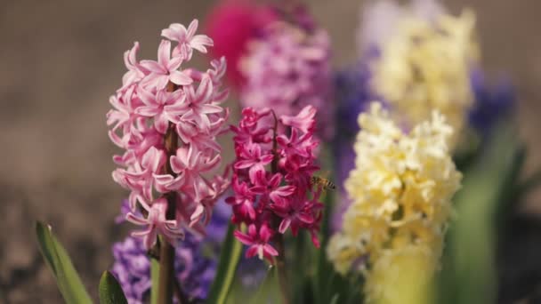 Färgglada hyacint blommor med bi — Stockvideo