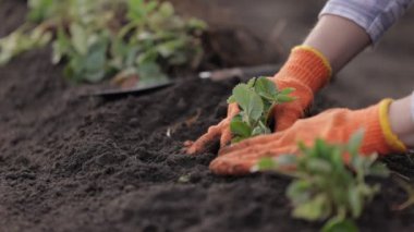 Ev tarlasına çilek eken bir kadın.