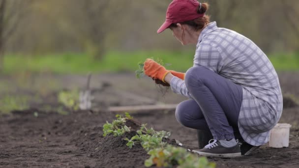 种植草莓树苗的女园丁 — 图库视频影像