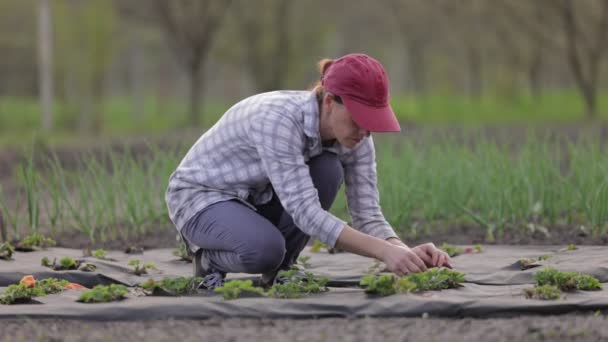 Femme désherbage plantules de fraise — Video