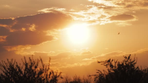 夏日的夕阳西下 花园笼罩在柔和多彩的云彩中 美丽的橘色天空下 鸟儿飞翔 静谧的乡村风景 — 图库视频影像
