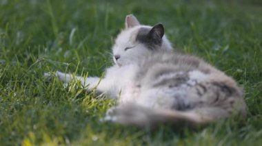 Rahat bir kedi, çimenli bir yaz bahçesi.