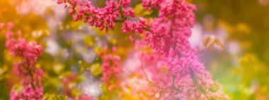 Madde numarası: 2141561795 Doğanın güzel bahar çiçekleri soyut arka planı. Çiçek açan kayısı makrosu dalları hafif açık mavi gökyüzü arka planına odaklanmış. Kopya alanı olan Paskalya ve bahar tebrik kartları için