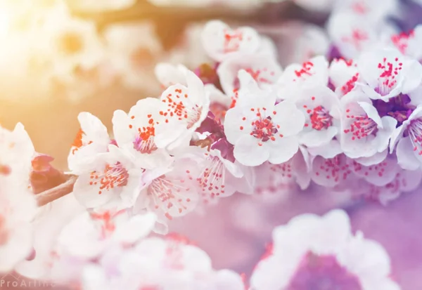 自然の美しい花の春の抽象的な背景 優しい光の青い空の背景に柔らかい焦点を当てたアプリコットマクロの開花の枝 コピースペース付きイースターと春のグリーティングカードのために — ストック写真