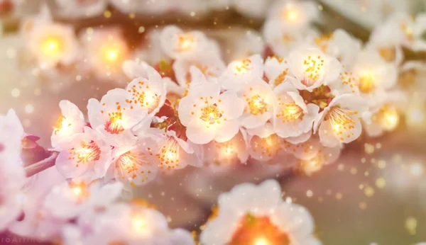 Artikel 2141561795Vacker Blommig Våren Abstrakt Bakgrund Naturen Filialer Blommande Aprikos — Stockfoto