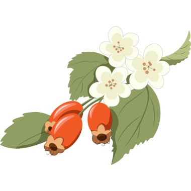 Tıbbi bitki Hawthorn çileği ve çiçek vektör görüntüsü. Hawthorn Böğürtlen İllüstrasyonu