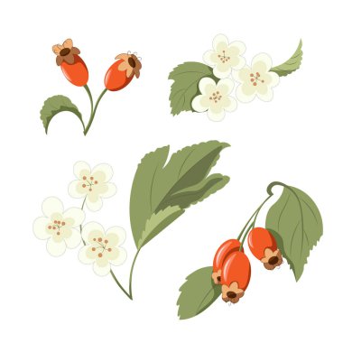 Hawthorn çileği ve çiçek vektör çizimi. İlaç fabrikası Hawthorn Berry stok görüntüsü