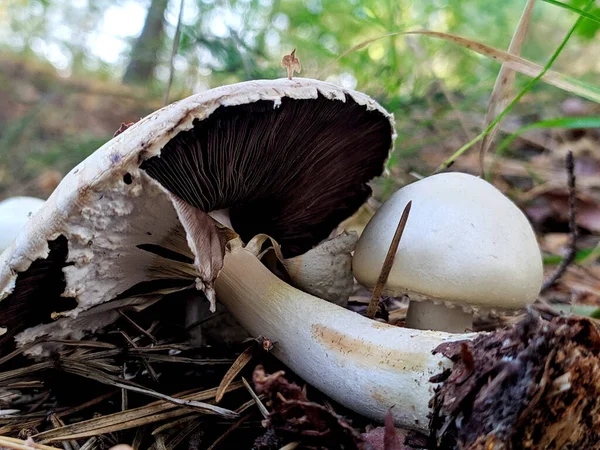 Saha mantarı görüntüsü. Ormanda Agaricus kampı. Alan Mantarı Tanımlanıyor