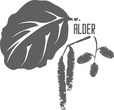 Alder leaves and cones silhouette. Alder grey outline silhouette. Illustration design of nature medicine concept.