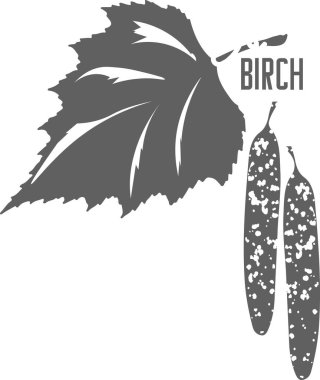 Birch leaves and buds silhouette. Birch grey outline silhouette. Illustration design of nature medicine concept.