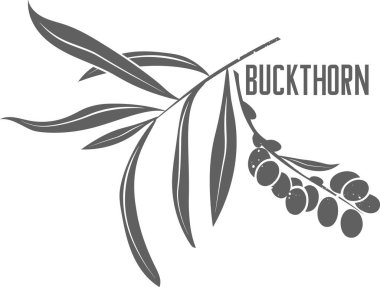 Buckthorn leaves and fruit vector silhouette. Branch with leaves medicinal herbal. Sea buckthorn berries silhouette illustration for pharmaceuticals and cosmetology.