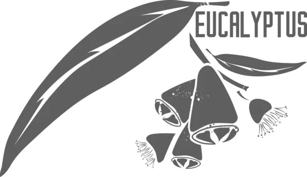 Eucalyptus leaves and fruit vector silhouette. Branch with leaves medicinal herbal. Eucalyptus illustration for pharmaceuticals and cosmetology.