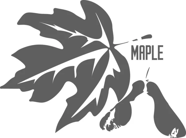 Maple leaf and fruit silhouette. Sugar maple leaf grey silhouette. Maple leaf and fruit medical pharmacy logo icon