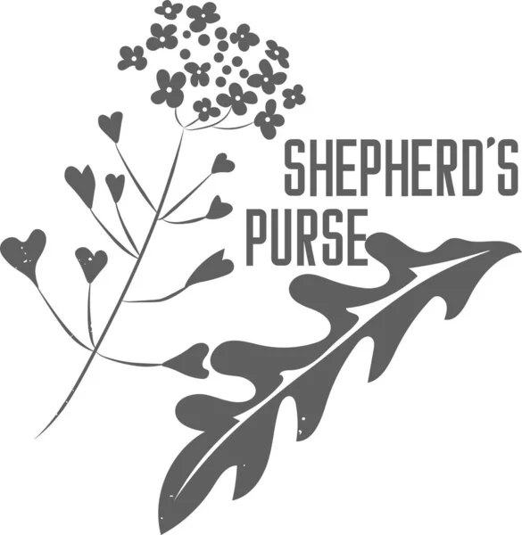 Shepherd Purse Plant Vector Silhouette Branch Leaves Medicinal Herbs Shepherd — 图库矢量图片