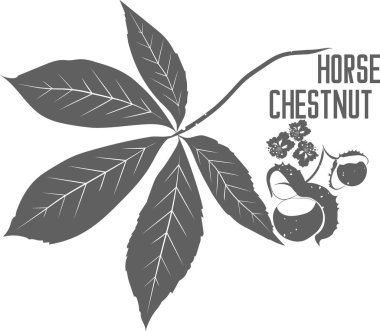 Branch Horse Chestnut with nuts and flowers vector silhouette. Medicinal tree with leaves medicinal herbs. Buckeye leaf and nut silhouette for pharmaceuticals and cosmetology.