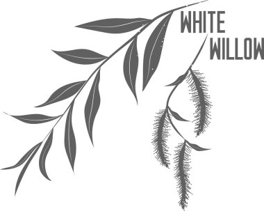 White willow leafs and buds vector silhouerre. Medicinal tree branch with leaves. Salix alba leaf silhouette for pharmaceuticals and cosmetology.