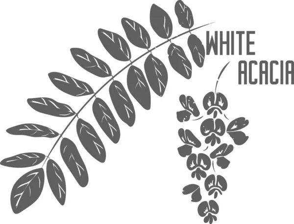 White acacia leafs and flowers vector silhouette. Medicinal tree branch with leaves. White acaciaflowers tea silhouette for pharmaceuticals and cosmetology.