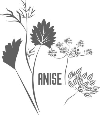 Herb anise with seeds and flowers vector silhouette. Pimpinella anisum medicinal herbal outline. Anise seeds silhouette illustration for pharmaceuticals and kitchen.