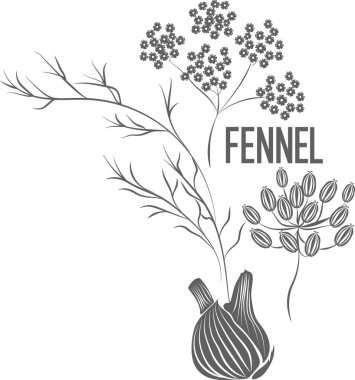 Fennel herb vector silhouette. Fennel bulb medicinal herbal outline. Foeniculi fructus silhouette illustration for pharmaceuticals and cosmetology. 