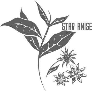 Chinese star anise seeds vector silhouette. Stem of illicium verum medicinal herbal outline. Aniseed tree silhouette illustration for pharmaceuticals and kitchen.