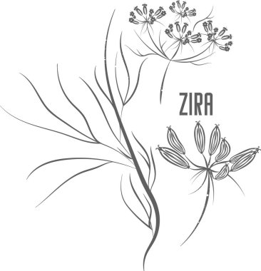 Zira seeds and flowers vector silhouette. Stem of Cuminum cyminum medicinal herbal outline. Zira or White Cumin seeds and umbels silhouette illustration for pharmaceuticals and kitchen.