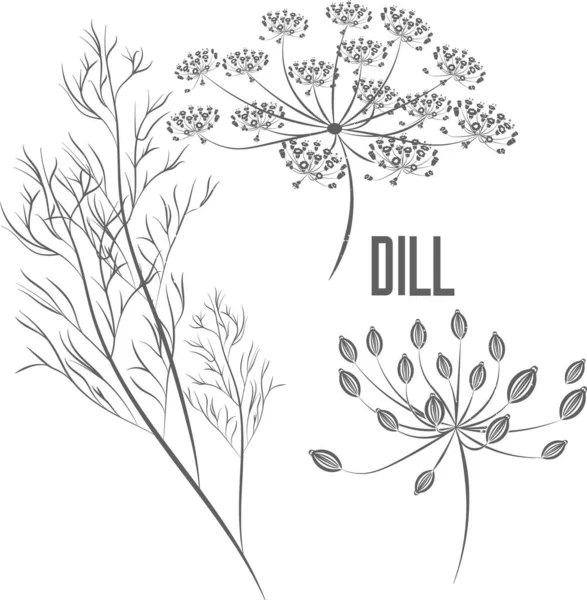 Dill seeds and flowers vector silhouette. Anethi graveolentis fructus medicinal herbal outline. Anethum graveolens seeds and umbels silhouette illustration for pharmaceuticals and kitchen. 
