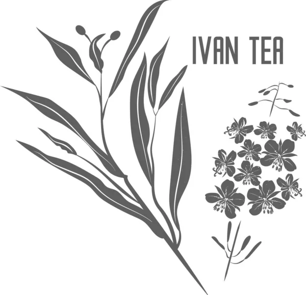 Ivan Tea herb vector silhouette isolated. Flowers of fireweed medicinal herbal outline. Kiprei flowers silhouette illustration for pharmaceuticals and cosmetology. Epilobium angustifolium vector