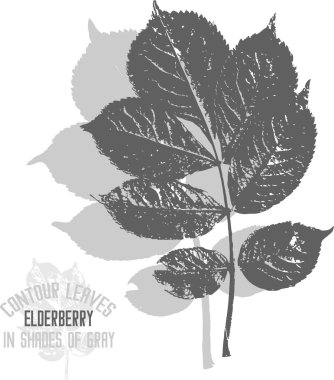Elderberry leafs vector silhouette. A set of decorative elderberry branch with leaves silhouette for further color application. Line art of american black elderberry Sambucus leafs in shades of gray.