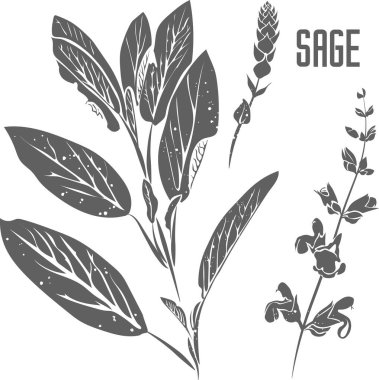 Salvia officinalis leaves and flowers vector silhouette. Sage plant medicinal herbal outline. SALVIAE FOLIA silhouette illustration for pharmaceuticals and cosmetology.