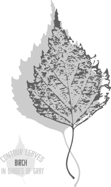 Birch leaf vector silhouette. A set of decorative silhouette birch leaves for further color application. Contours of Birch leaves in shades of gray