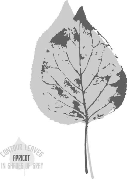 Apricot leaf vector silhouette. A set of decorative silhouette Apricot leaves for further color application. Line art of Apricot leaves in shades of gray