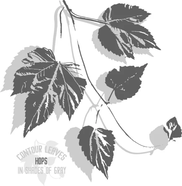 Hops leafs vector silhouette. A set of decorative wild hops branch with leaves silhouette for further color application. Line art of aroma hop in shades of gray.