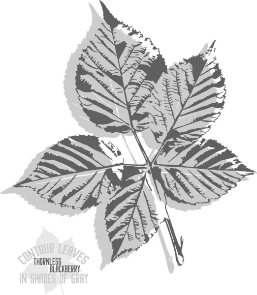 Thornless blackberry leaf vector silhouette. A set of decorative thornless blackberry leaves silhouette for further color application. Line art of thornless blackberry leaves in shades of gray