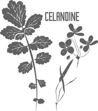 Daha büyük selandin yaprakları ve çiçek vektör silueti. Chelidonii herba şifalı bitkisel özet. Eczacılık ve kozmetoloji için Celandine silueti çizimi.