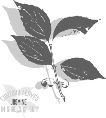 Yasemin dalı ve yaprak vektör silueti. Dekoratif bir White Jasmine seti daha fazla renk uygulaması için siluet bırakır. Vahşi yasemin çizgisi grinin tonlarında yapraklar bırakır..