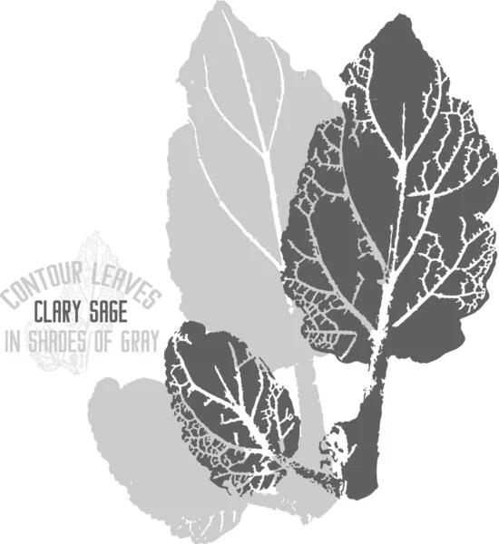 Clary Adaçayı şubesi vektör silueti. Dekoratif Salvia sclarea bitkisi daha fazla renk uygulaması için siluet bırakır. Clary adaçayı bitkisinin çizgisi grinin gölgesinde yapraklar.