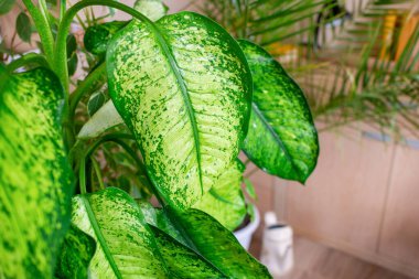 Evde bahçe işleri dieffenbachia, aşk ve evde bitkilerle ilgilenmek. Ev bahçesi, serbest çalışma. Evdeki bitkilerle ilgilen..