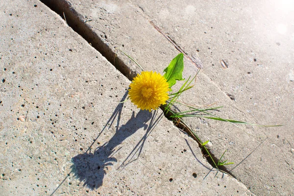 Plant growing with yellow flower grows through concrete cracking. Sprout of a plant makes the way through a crack asphalt. The concept of survival, ecology, globalization — Stock Photo, Image