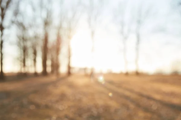 Mañana Borrosa Bosque Con Luz Solar — Foto de Stock