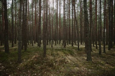 İlkbaharda sabah güneşinde orman