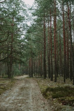 İlkbaharda sabah güneşinde orman