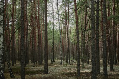 İlkbaharda sabah güneşinde orman